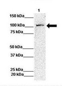 Anti-RBM14 antibody produced in rabbit IgG fraction of antiserum