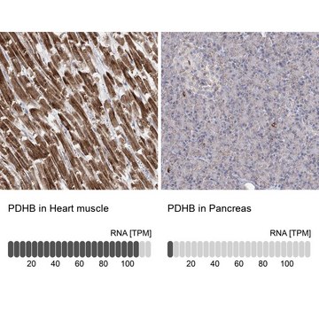 Anti-PDHB antibody produced in rabbit Prestige Antibodies&#174; Powered by Atlas Antibodies, affinity isolated antibody, buffered aqueous glycerol solution