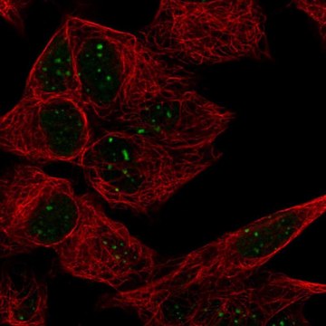 Anti-ATRX antibody produced in rabbit Prestige Antibodies&#174; Powered by Atlas Antibodies, affinity isolated antibody