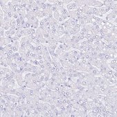 Anti-RBP3 antibody produced in rabbit Prestige Antibodies® Powered by Atlas Antibodies, affinity isolated antibody