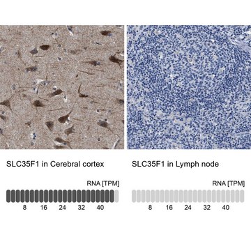 Anti-SLC35F1 antibody produced in rabbit Prestige Antibodies&#174; Powered by Atlas Antibodies, affinity isolated antibody, buffered aqueous glycerol solution