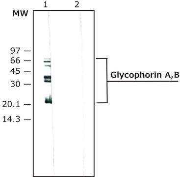 Anti-Glycophorin A,B (&#945;,&#948;) antibody, Mouse monoclonal clone E3, purified from hybridoma cell culture