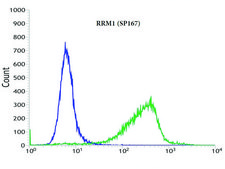 Anti-RRM1 antibody, Rabbit monoclonal recombinant, expressed in proprietary host, clone SP167, affinity isolated antibody