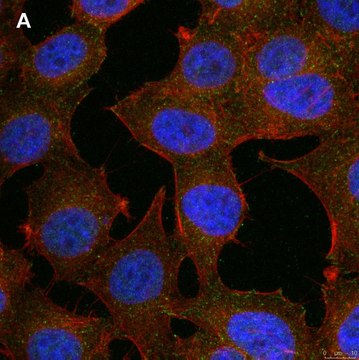 Anti-phospho-Stat1-Tyr701 Antibody, clone 1F23 ZooMAb&#174; Rabbit Monoclonal recombinant, expressed in HEK 293 cells