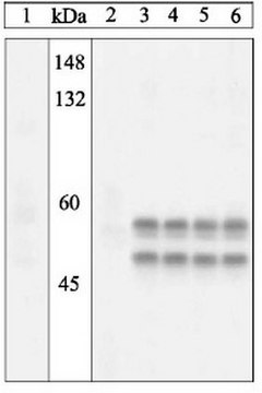 PhosphoDetect Anti-SAPK/JNK (pThr&#185;&#8312;&#179;, Tyr&#185;&#8312;&#8309;) Rabbit pAb liquid, Calbiochem&#174;