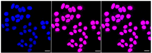 Anti Histone deacetylase 8 Antibody, clone 23GB6185, Rabbit Monoclonal clone 23GB6185, recombinant rabbit monoclonal, expressed in HEK293 cells