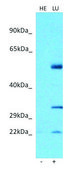 Anti-RNF19B (C-terminal) antibody produced in rabbit affinity isolated antibody