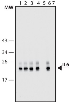 Anti-IL6 high affinity antibody, Mouse monoclonal clone IL6-2A3, purified from hybridoma cell culture