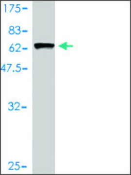 Monoclonal Anti-ARMC1 antibody produced in mouse clone 3F7-A6, purified immunoglobulin, buffered aqueous solution