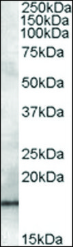 Anti-RABIF antibody produced in goat affinity isolated antibody, buffered aqueous solution