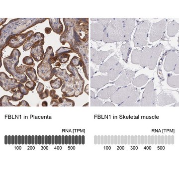 Anti-FBLN1 antibody produced in rabbit Prestige Antibodies&#174; Powered by Atlas Antibodies, affinity isolated antibody, buffered aqueous glycerol solution