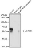 Anti-Phospho-Lck-Y505 antibody produced in rabbit