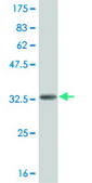 ANTI-HES2 antibody produced in mouse clone 1D5, purified immunoglobulin, buffered aqueous solution