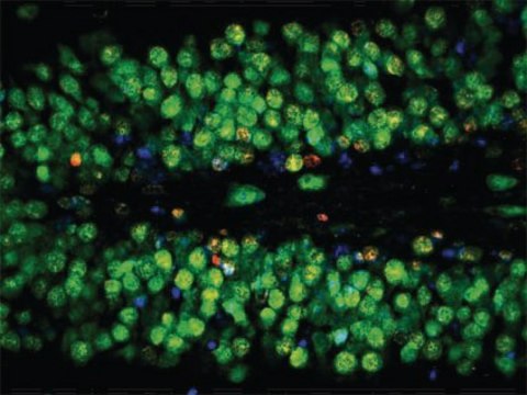 Anti-NeuN Antibody, clone A60, Alexa Fluor&#8482;488 conjugated clone A60, Chemicon&#174;, from mouse