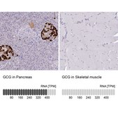 Anti-GCG antibody produced in rabbit Prestige Antibodies® Powered by Atlas Antibodies, affinity isolated antibody, buffered aqueous glycerol solution