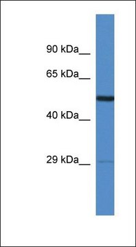 Anti-AMIGO2 antibody produced in rabbit affinity isolated antibody