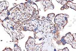 Anti-HSPE1/HSP10/CPN10 antibody produced in rabbit