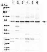 Anti-Cadherin-11/OB Cadherin Antibody from rabbit, purified by affinity chromatography