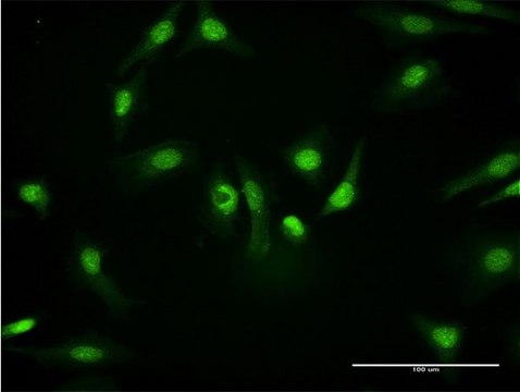 Monoclonal Anti-PKM2, (C-terminal) antibody produced in mouse clone 2D8, purified immunoglobulin, buffered aqueous solution