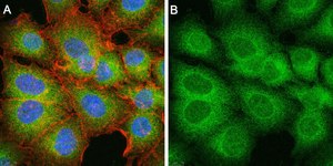 Anti-MCU Antibody, clone 3N3 ZooMAb® Rabbit Monoclonal recombinant, expressed in HEK 293 cells