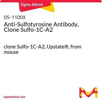 抗磺基酪氨酸抗体，克隆Sulfo-1C-A2 clone Sulfo-1C-A2, Upstate&#174;, from mouse