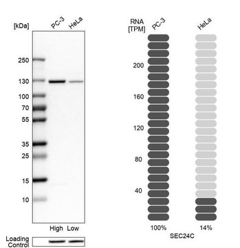 Anti-SEC24C antibody produced in rabbit Prestige Antibodies&#174; Powered by Atlas Antibodies, affinity isolated antibody, buffered aqueous glycerol solution