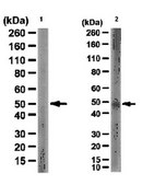 Anti-FucT-III Antibody from rabbit, purified by affinity chromatography