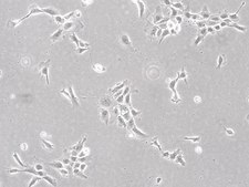 mEERL Mouse E6/E7/hRas Oropharynx Epithelial Luciferase Cell Line