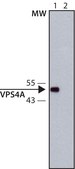 Anti-VPS4A antibody produced in rabbit ~1.0 mg/mL, affinity isolated antibody, buffered aqueous solution