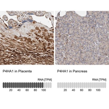 Anti-P4HA1 antibody produced in rabbit Prestige Antibodies&#174; Powered by Atlas Antibodies, affinity isolated antibody, buffered aqueous glycerol solution