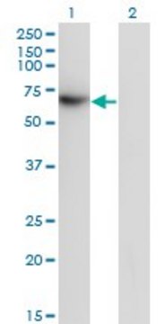 Monoclonal Anti-TFCP2 antibody produced in mouse clone 3H6, purified immunoglobulin, buffered aqueous solution