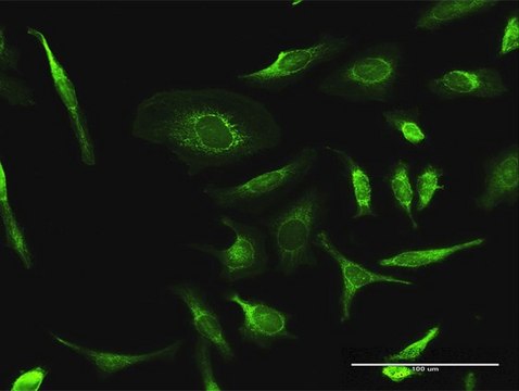 Anti-PDHA2 antibody produced in rabbit purified immunoglobulin, buffered aqueous solution