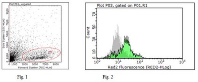 Anti-Tapasin Antibody, clone 7F6 clone 7F6, from rat