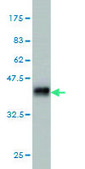 Monoclonal Anti-IQGAP3 antibody produced in mouse clone 6E3, purified immunoglobulin, buffered aqueous solution