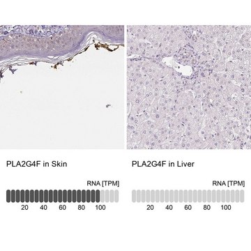 Anti-PLA2G4F antibody produced in rabbit Prestige Antibodies&#174; Powered by Atlas Antibodies, affinity isolated antibody, buffered aqueous glycerol solution