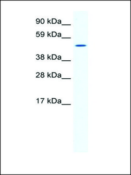 Anti-SP1 (AB1) antibody produced in rabbit IgG fraction of antiserum