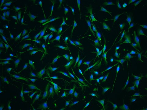 YUMM2.2 Mouse Melanoma Cell Line