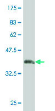 Monoclonal Anti-JAG1 antibody produced in mouse clone 1B7, purified immunoglobulin, buffered aqueous solution