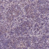 Anti-JAML antibody produced in rabbit Prestige Antibodies® Powered by Atlas Antibodies, affinity isolated antibody, buffered aqueous glycerol solution