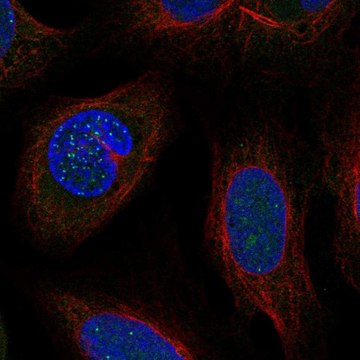 Anti-DSN1 antibody produced in rabbit Prestige Antibodies&#174; Powered by Atlas Antibodies, affinity isolated antibody