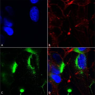 Monoclonal Anti-Task1 Potassium Channel - Atto 390 antibody produced in mouse clone S374-48, purified immunoglobulin