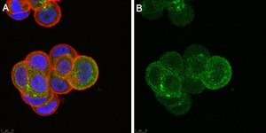 Anti-Rab5A Antibody, clone 3L17 ZooMAb&#174; Rabbit Monoclonal recombinant, expressed in HEK 293 cells