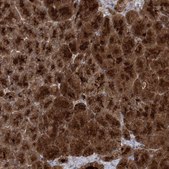 Anti-MOCS2 antibody produced in rabbit Prestige Antibodies® Powered by Atlas Antibodies, affinity isolated antibody, buffered aqueous glycerol solution