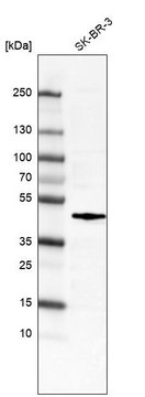 Monoclonal Anti-FOS antibody produced in mouse Prestige Antibodies&#174; Powered by Atlas Antibodies, clone CL6381, purified immunoglobulin, buffered aqueous glycerol solution