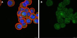 Anti-ULBP-4/RAET1E Antibody, clone 6C10 ZooMAb® Rabbit Monoclonal recombinant, expressed in HEK 293 cells