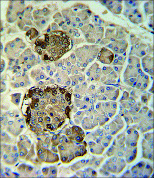 ANTI-REG3G (CENTER) antibody produced in rabbit IgG fraction of antiserum, buffered aqueous solution