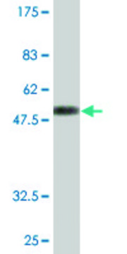 Monoclonal Anti-MS4A6A antibody produced in mouse clone 2D12, purified immunoglobulin, buffered aqueous solution