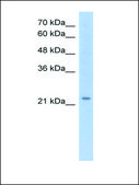Anti-EMP2 antibody produced in rabbit IgG fraction of antiserum