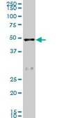 Monoclonal Anti-SCARA3 antibody produced in mouse clone 3A2, purified immunoglobulin, buffered aqueous solution