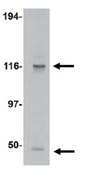 Anti-KIF5 Antibody from rabbit, purified by affinity chromatography